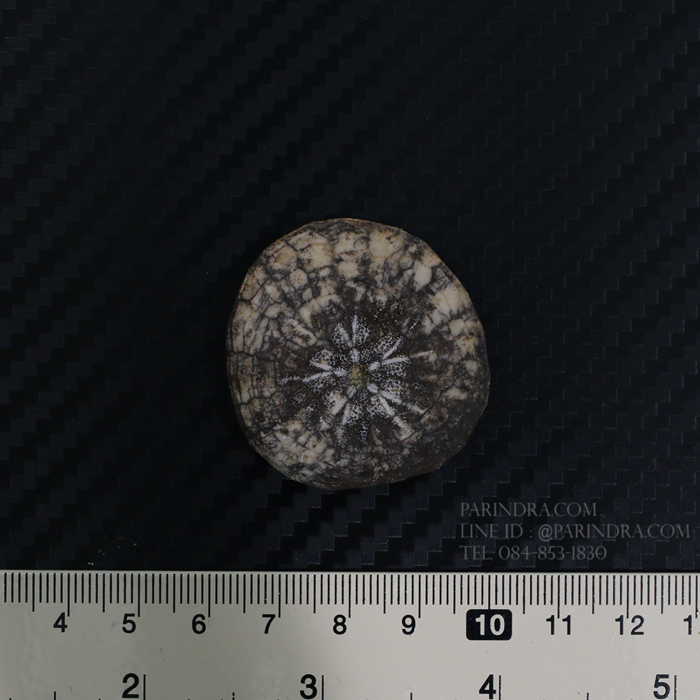 ฟอสซิลเม่นทะเล SAND DOLLAR (Dendraster gibbsii) หายาก #DDG02