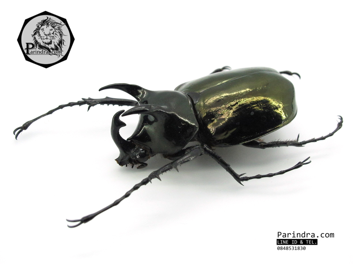 ซากด้วงกว่างแอตลัส แอตลาส Atals (Chalcosoma Atlas) ขนาด 64 mm. จากภาคเหนือของประเทศไทย