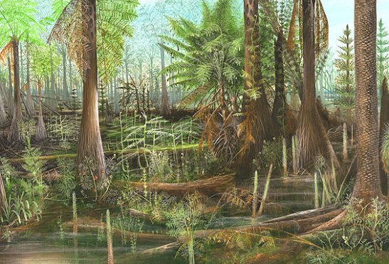 ฟอสซิลเฟิร์น ชนิด Neuropteris ovata จาก SPAIN #FRN003
