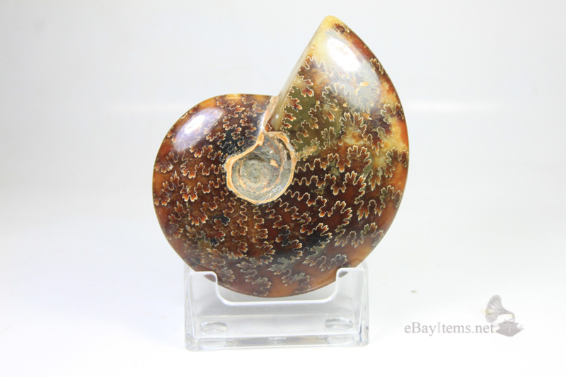 ฟอสซิลหอย Ammonite (Cleoniceras besairiei) L2