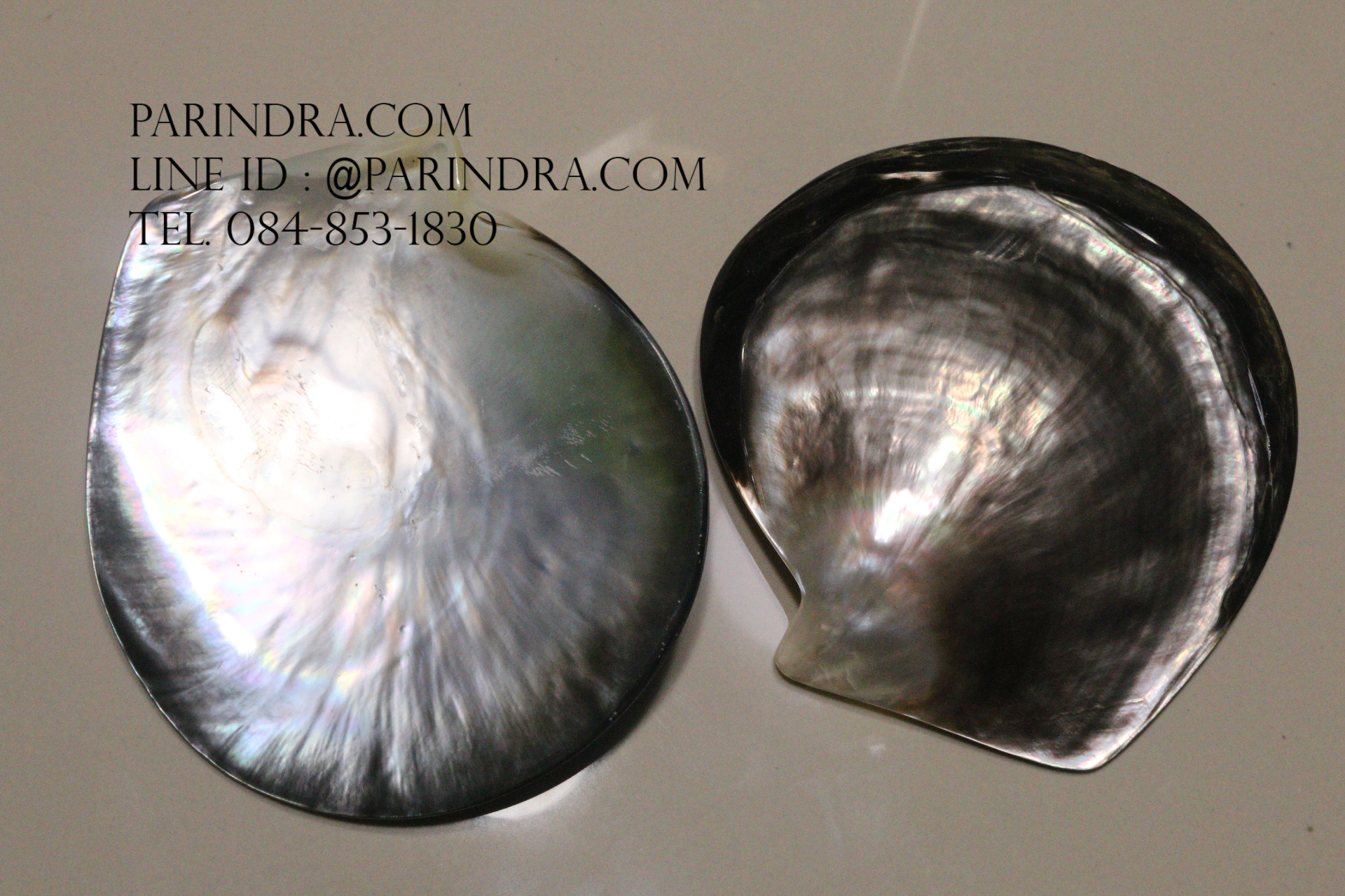 เปลือกหอยมุกจานดำ Black Pearl ขัดมันแวววาว สวยงาม