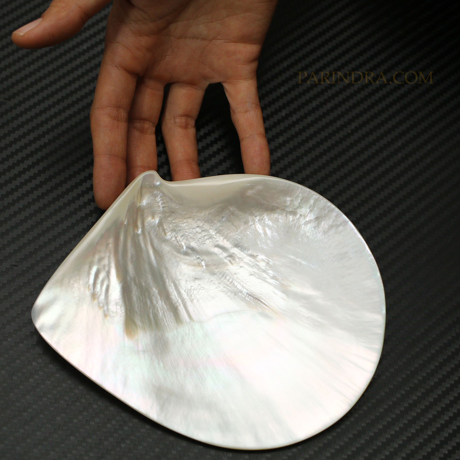 เปลือกหอยมุกจานขาว WHITE PEARL ขัดมันแวววาว สวยงาม