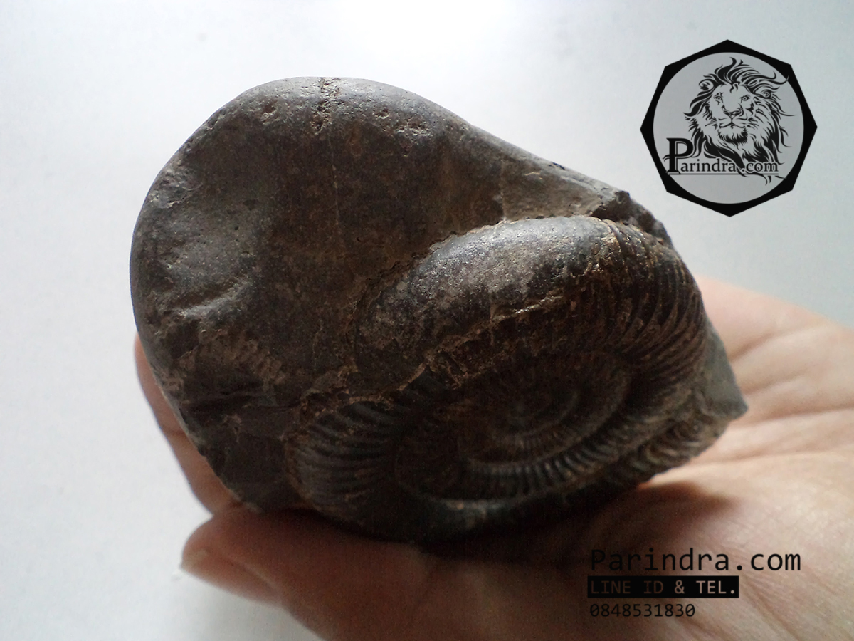 ฟอสซิลหอย Ammonite Dactylioceras commune Whitby Fossil UK #AM003