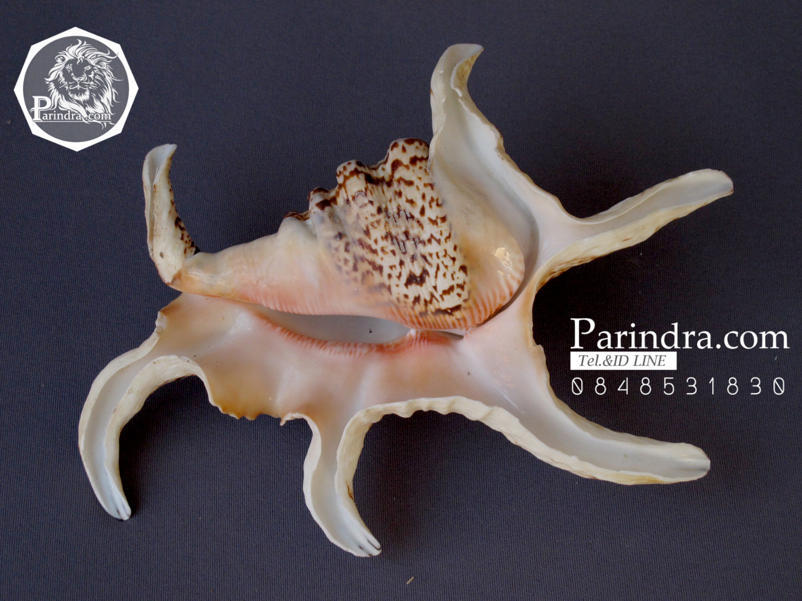 ขายเปลือกหอยจักรนารายณ์ Lambis chiragra สภาพสมบูรณ์ #LC006