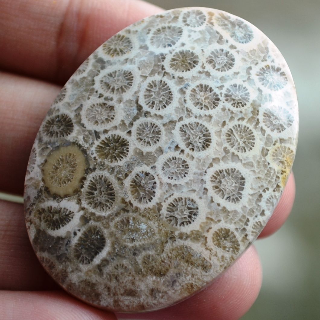 ฟอสซิลหินปะการังขัด Fossil Coral ใหญ่และหนา สำหรับห้อยคอ หรือ พวงกุญแจ คัดสวยพิเศษ #CRF023