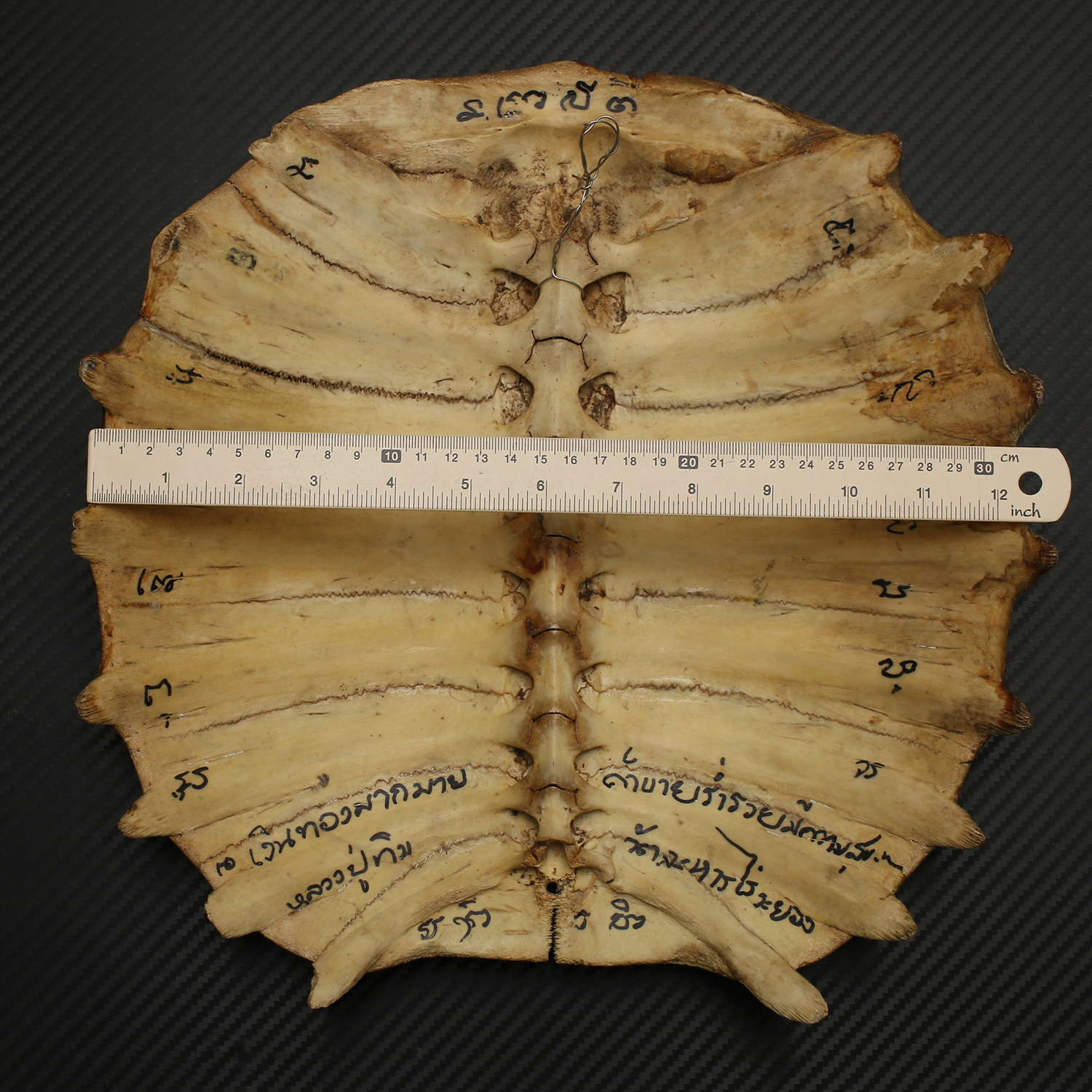 กระดองตะพาบ ขนาดใหญ่ ทาทับสีทอง ลวดลายจานอักขระ