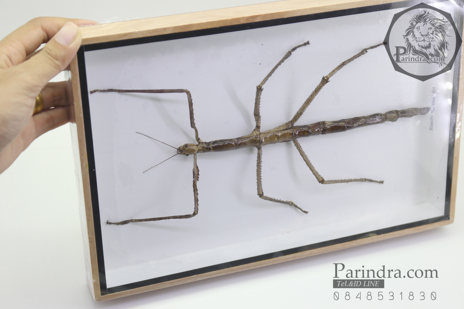 ตั๊กแตนกิ่งไม้ ( Tirachoidea westwoodi) ในกรอบไม้สีน้ำตาล สำหรับตั้งโชว์ ขนาด 8 x 12 นิ้ว