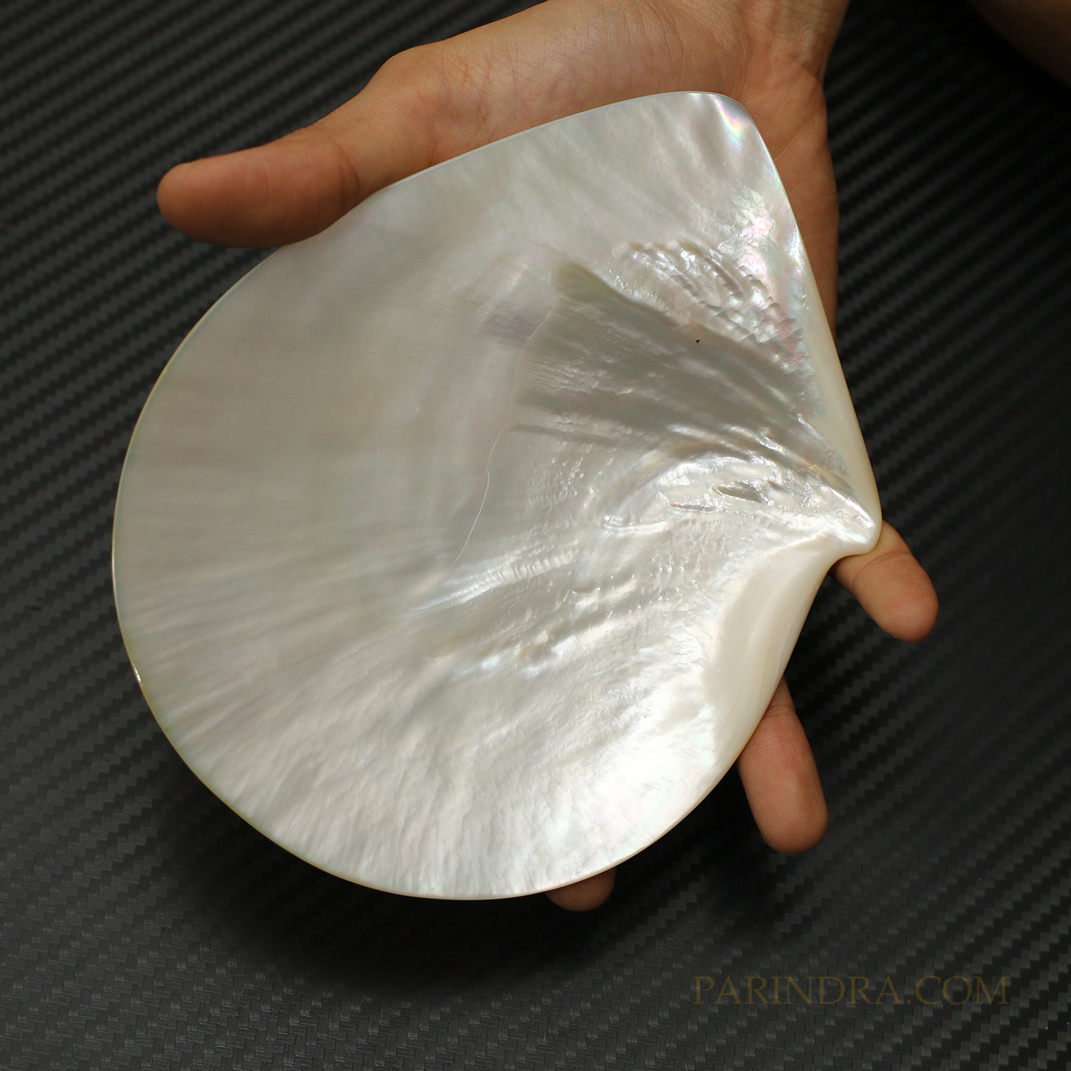 เปลือกหอยมุกจานขาว WHITE PEARL ขัดมันแวววาว สวยงาม