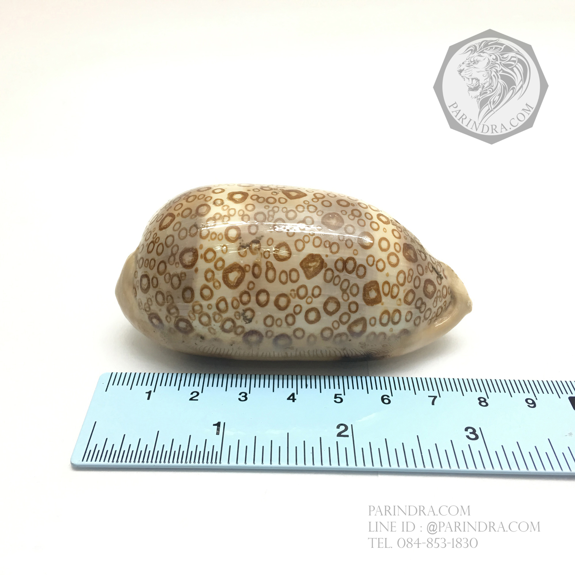 เปลือกหอยเบี้ยพันตา EYED COWRIE #Cypraea argus ขนาด 3.2 นิ้ว หายาก #CAG001