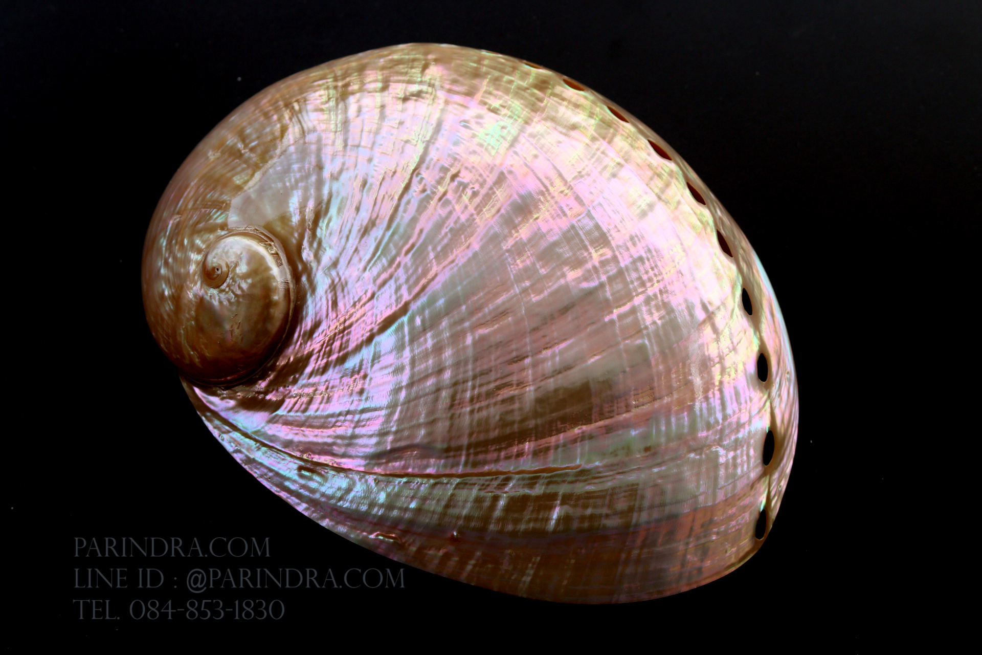 เปลือกหอยเป๋าฮื้อแท้ (Abalone) ขัด สีฃมพูเหลือบรุ้ง ขนาดใหญ่ 6 นิ้ว สำหรับตกแต่งและงานฝีมือ