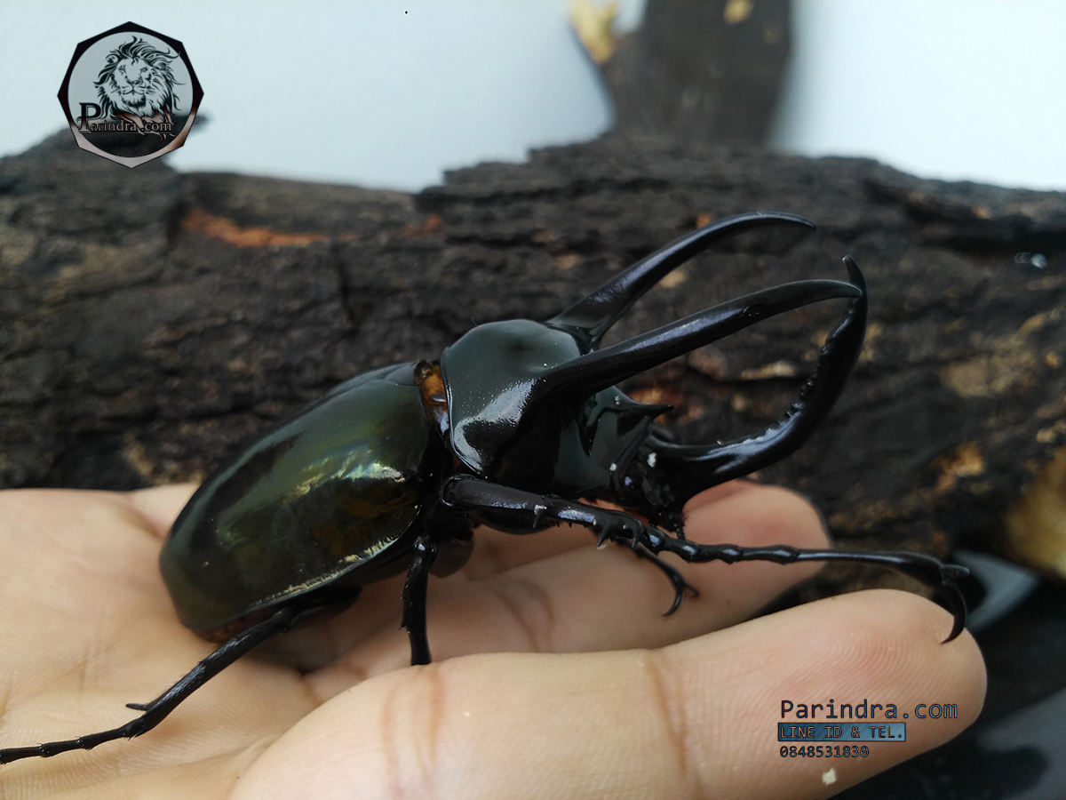 ด้วงกว่างตัวเต็มวัย Chalcosoma atlas (WD) ตัวป่าพม่าขนาด 85 mm.