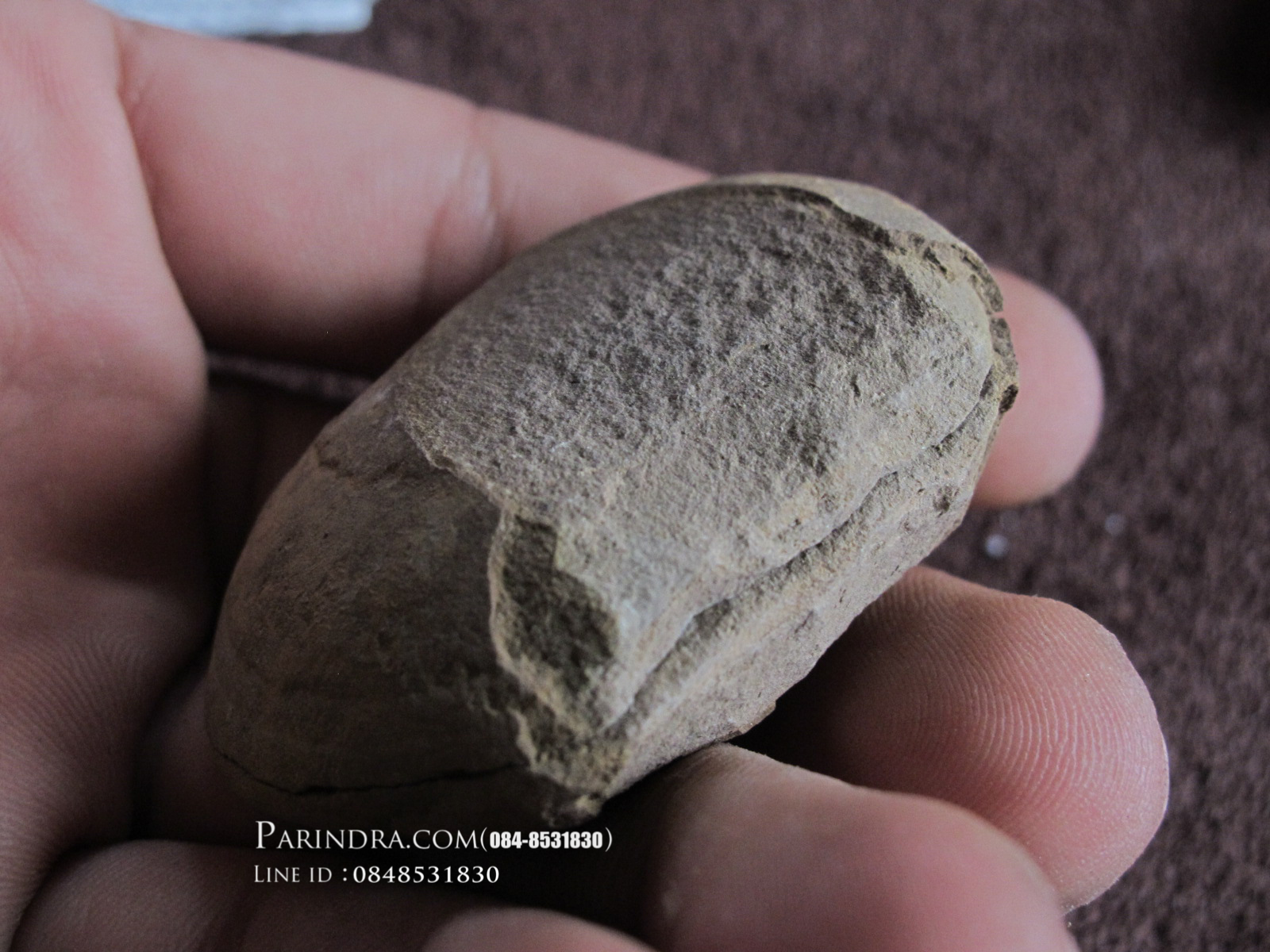 ฟอสซิลใบเฟิร์น (Neuropteris) แท้ 100% MAZON CREEK Illinois, USA #FRN000