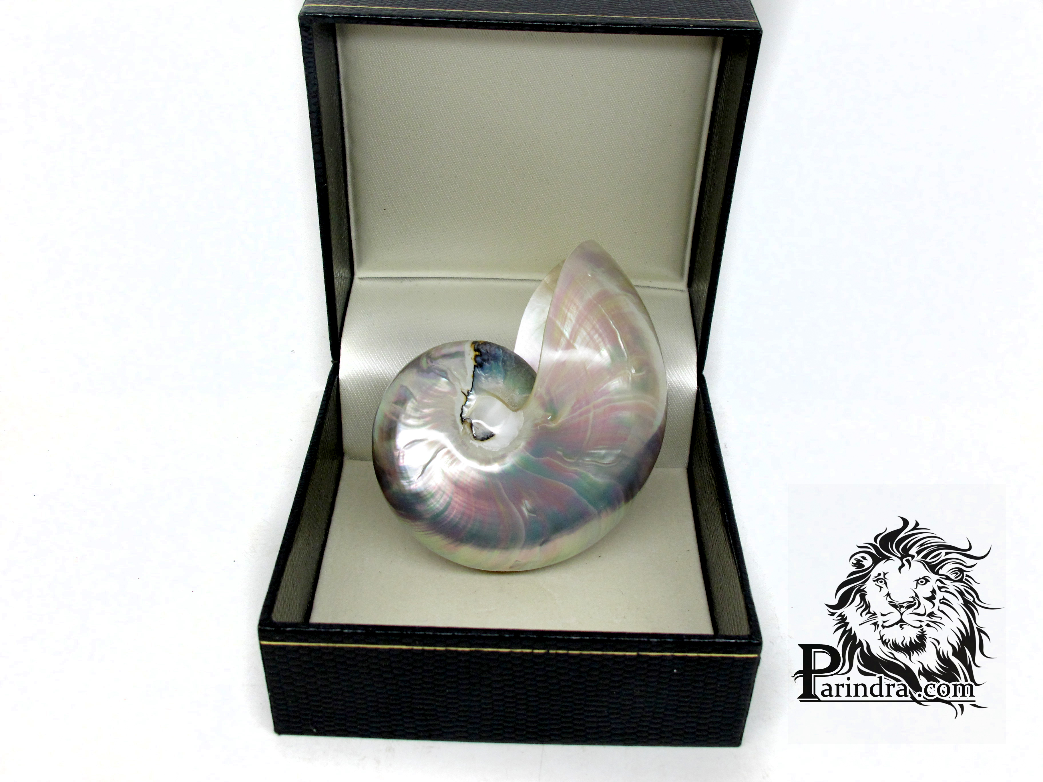 ขายเปลือกหอยงวงช้าง นอติลุส ขนาดเล็ก Nautilus Pompilus หอยหายาก (ขัดแล้ว) เหลือบสีรุ้ง