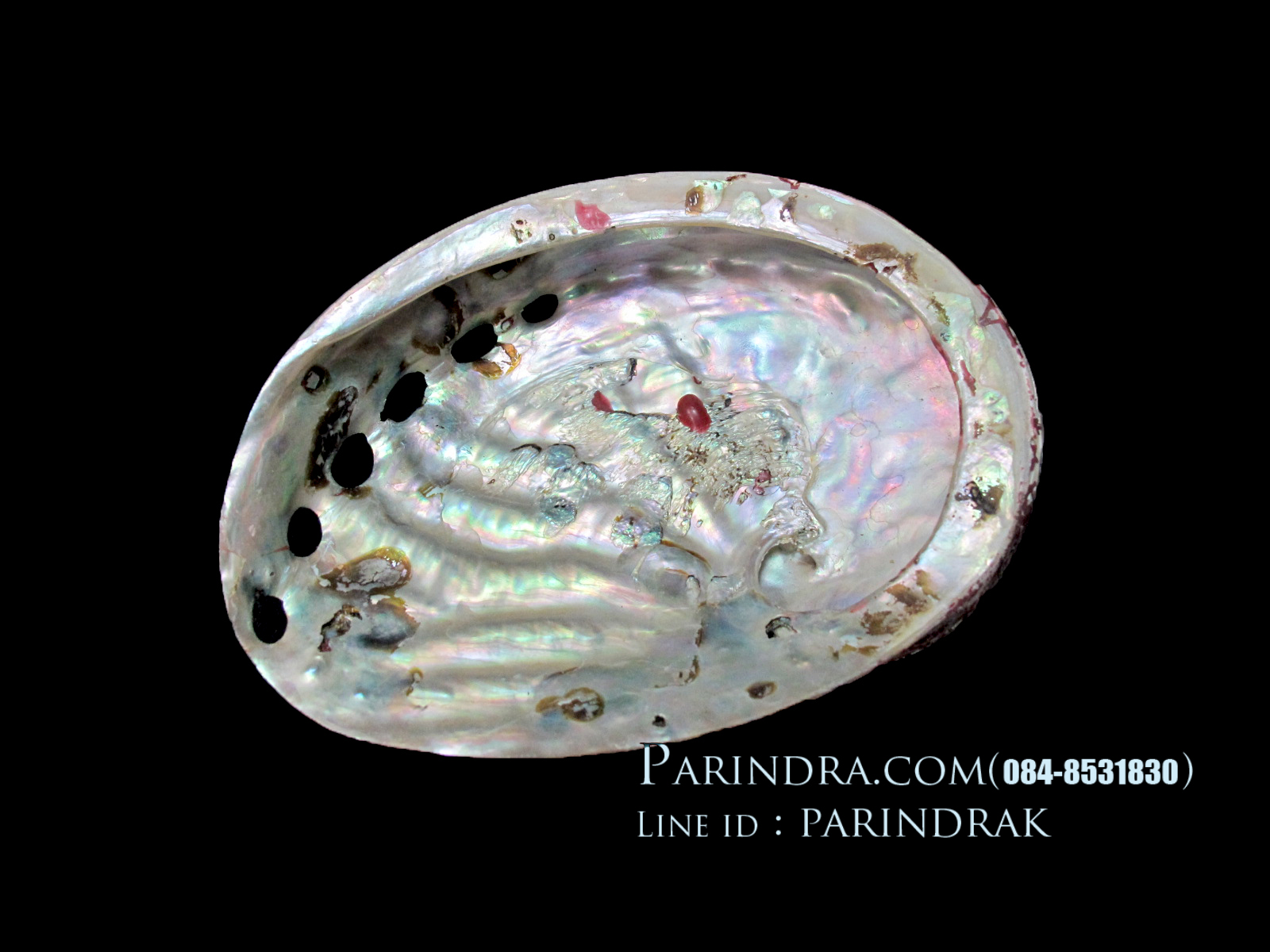 เปลือกหอยเป๋าฮื้อ(Abalone)ขัดและเคลือบเรซิ่นแดง 004