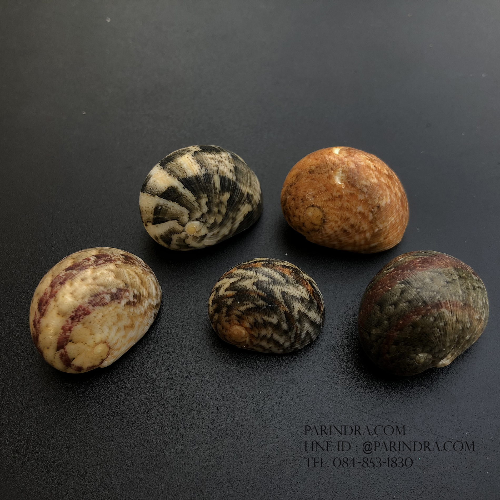 เซ็ตเปลือกหอยน้ำพริก หอยนกหวีด Nerita sp. เป่ามีเสียง สีสวย Set 5