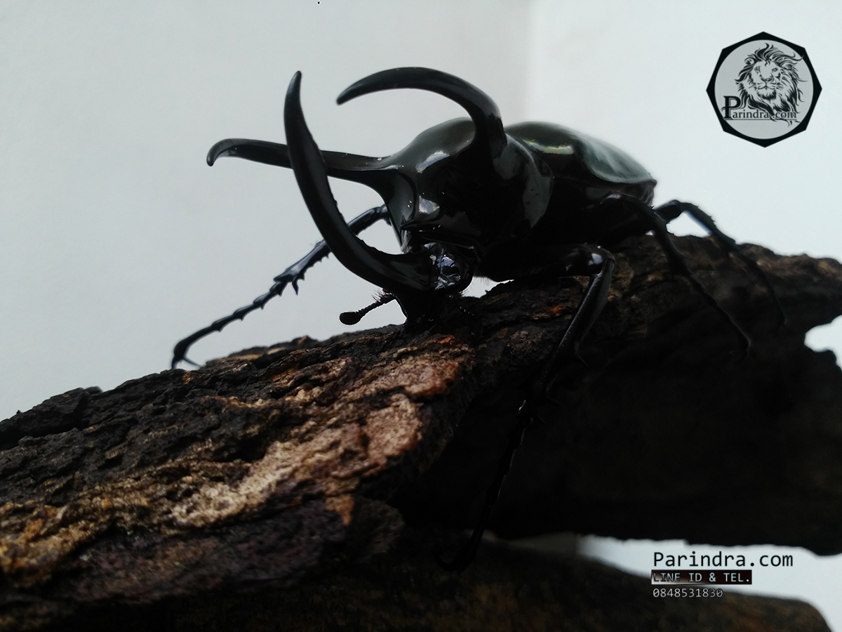 ด้วงกว่างตัวเต็มวัย Chalcosoma atlas (WD) ตัวป่าพม่าขนาด 85 mm.