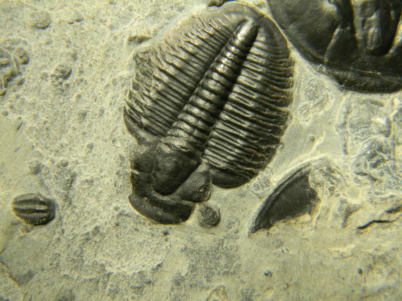 ฟอสซิล Trilobite จากรัฐ Utah USA T3 #TLB004