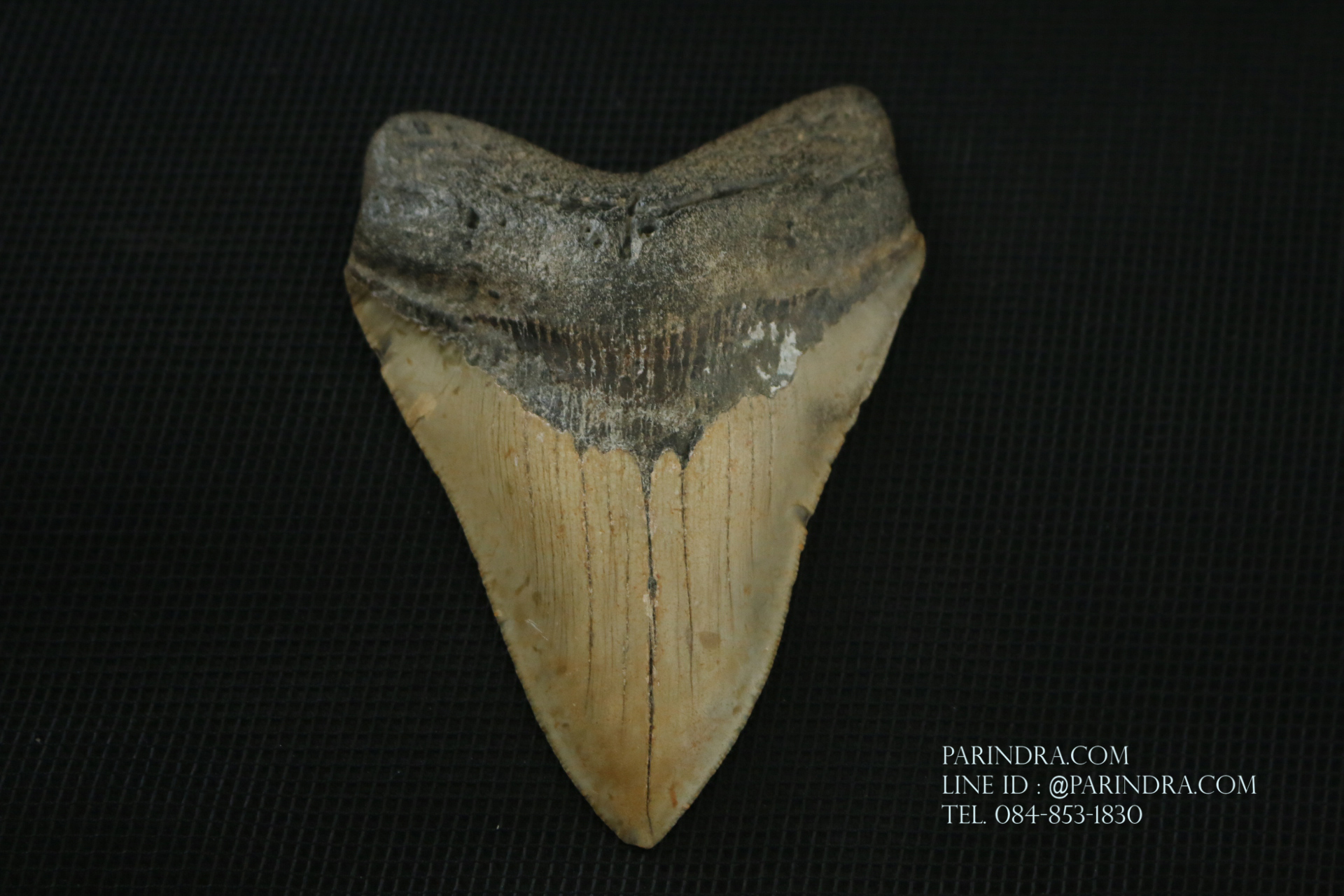 ฟันฉลามยักษ์เมกาโลดอน Megalodon ขนาด 4.45" #MGT008