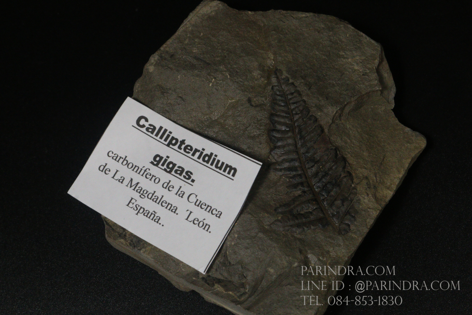 ฟอสซิลเฟิร์น ชนิด Callipteridium gigas จาก SPAIN #FRN001