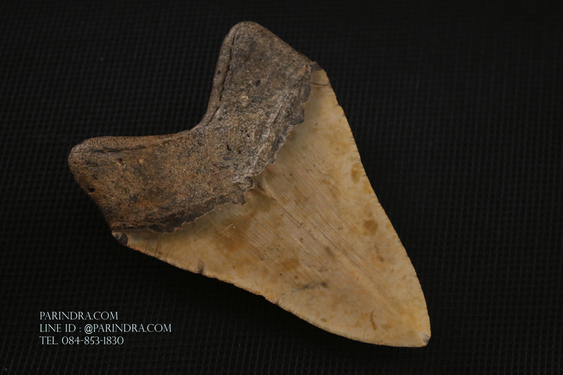 ฟันฉลามยักษ์เมกาโลดอน Megalodon ขนาด 4.45" #MGT008