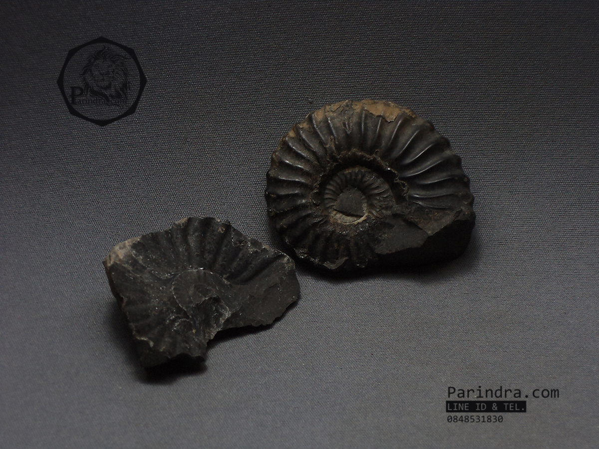 ฟอสซิลหอย Ammonite Dufrenoya furcata , Poss/Neg Matrix, ขุดพบในถ้ำ ประเทศโคลัมเบีย #AM023