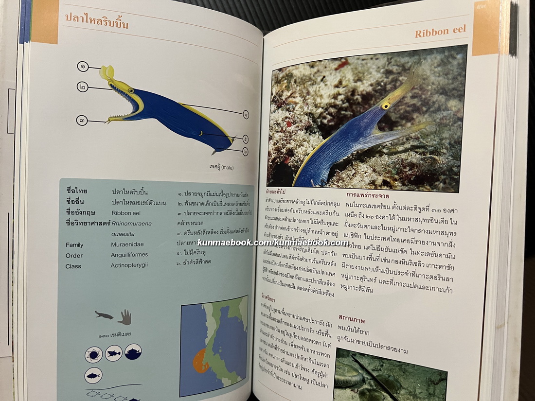 ปลาทะเลไทย เล่ม ๑ ( พร้อม CD ) โดย ธรณ์ ธำรงนาวาสวัสดิ์ และคณะ