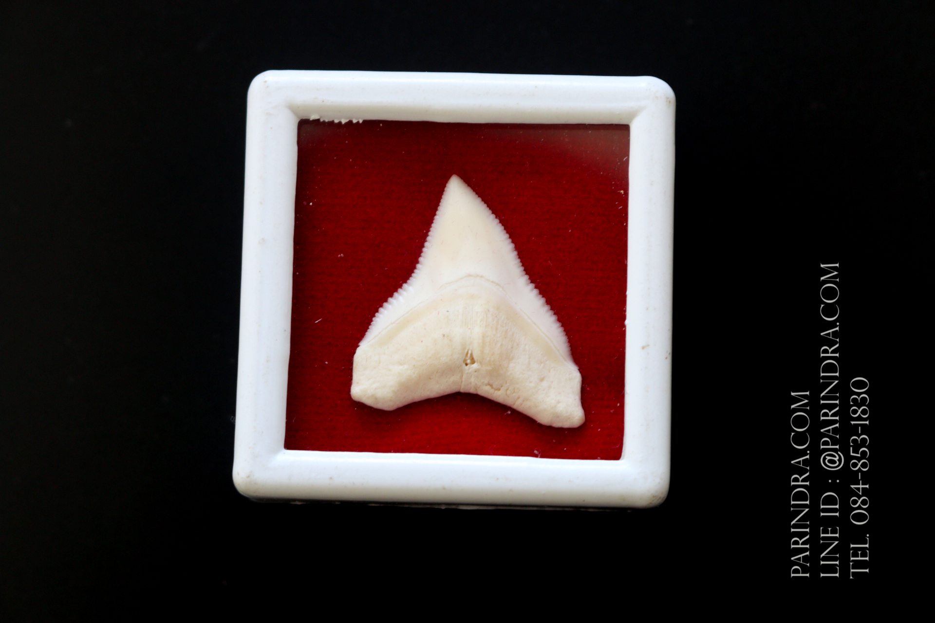 ซี่ฟันปลาฉลามขาวแท้ Shark Tooth ขนาดประมาณ 2.5 cm. ST014