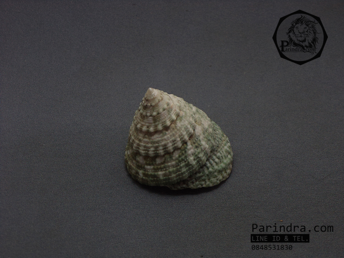เปลือกหอยนมสาวลายเขียว Trochus ขนาด 2 นิ้ว สำหรับตกแต่งหรือสะสม 1