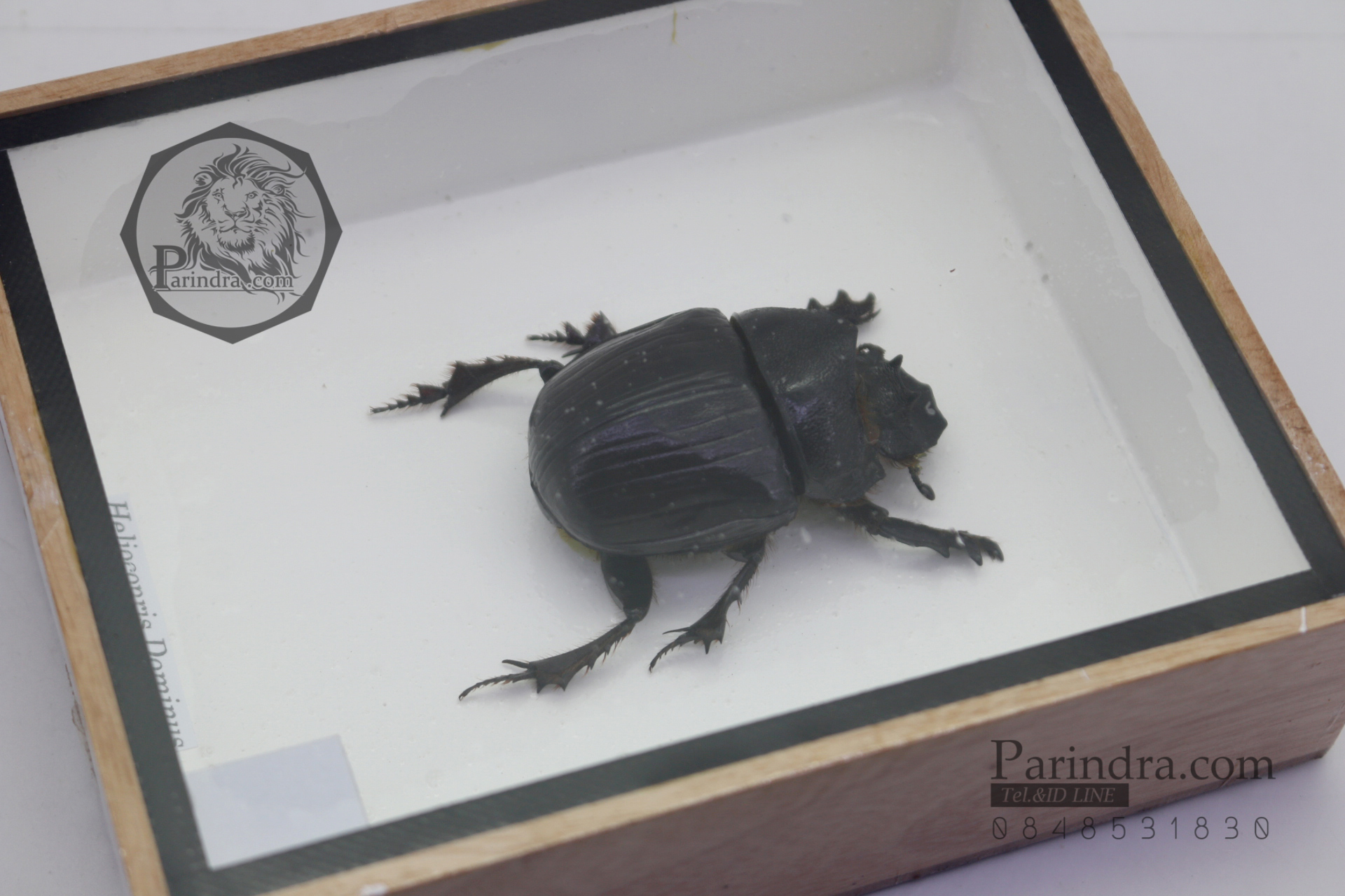แมลงกุดจี่ยักษ์ ตัวใหญ่มาก (Heliocopris dominus) ในกรอบไม้น้ำตาล สำหรับตั้งโชว์ ขนาด 5x6 นิ้ว