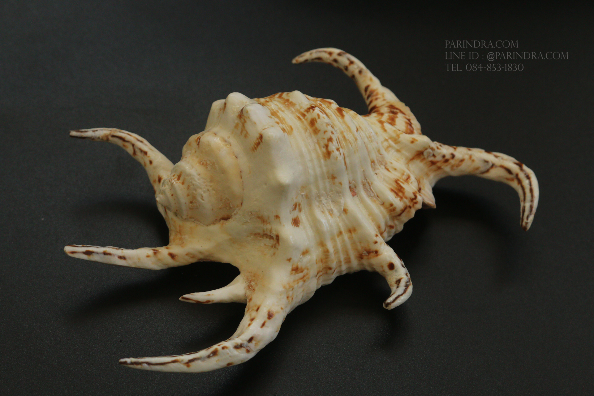 เปลือกหอยจักรนารายณ์ Lambis chiragra #LC009