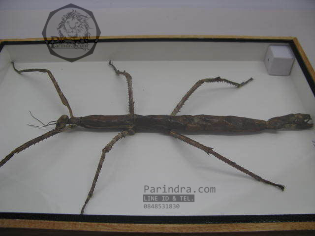 แมลง ตั๊กแตนกิ่งไม้ ( Tirachoidea westwoodi) ในกรอบไม้สีน้ำตาล สำหรับตั้งโชว์ ขนาด 8 x 12 นิ้ว