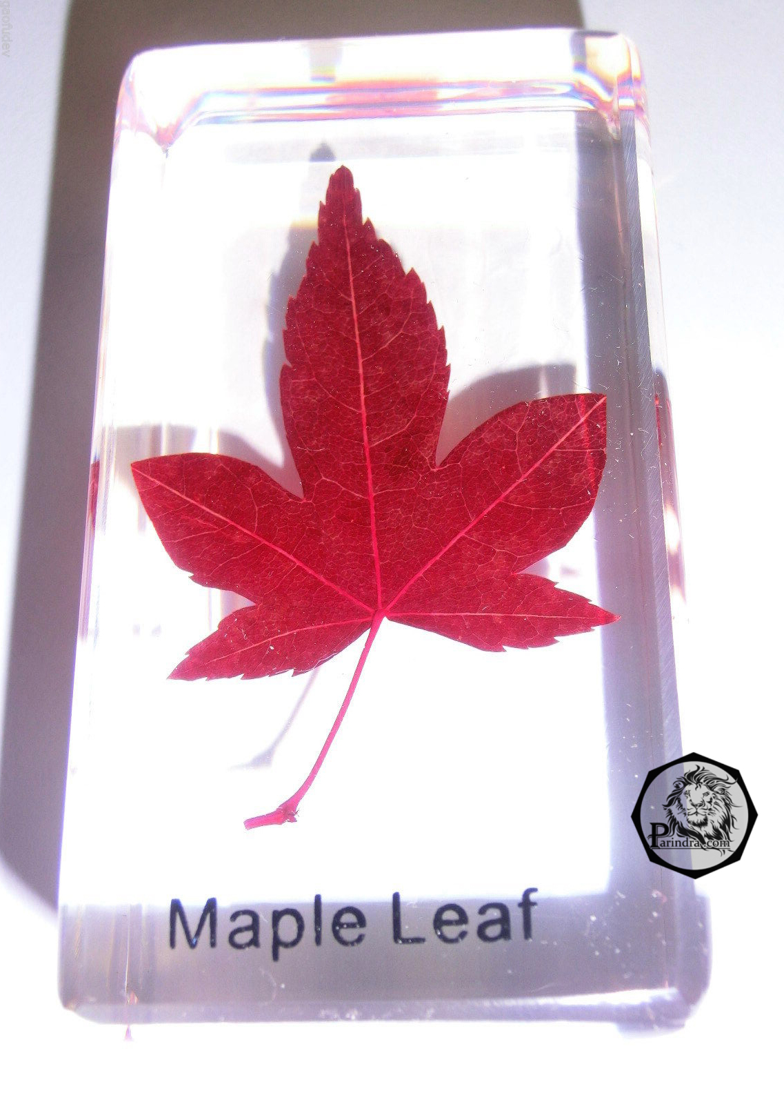 ใบเมเปิ้ลในเรซิ่น หล่อในเรซิ่นใส ใบเมเปิ้ลแดง Maple Leaf (Mono Maple - Acer mono)