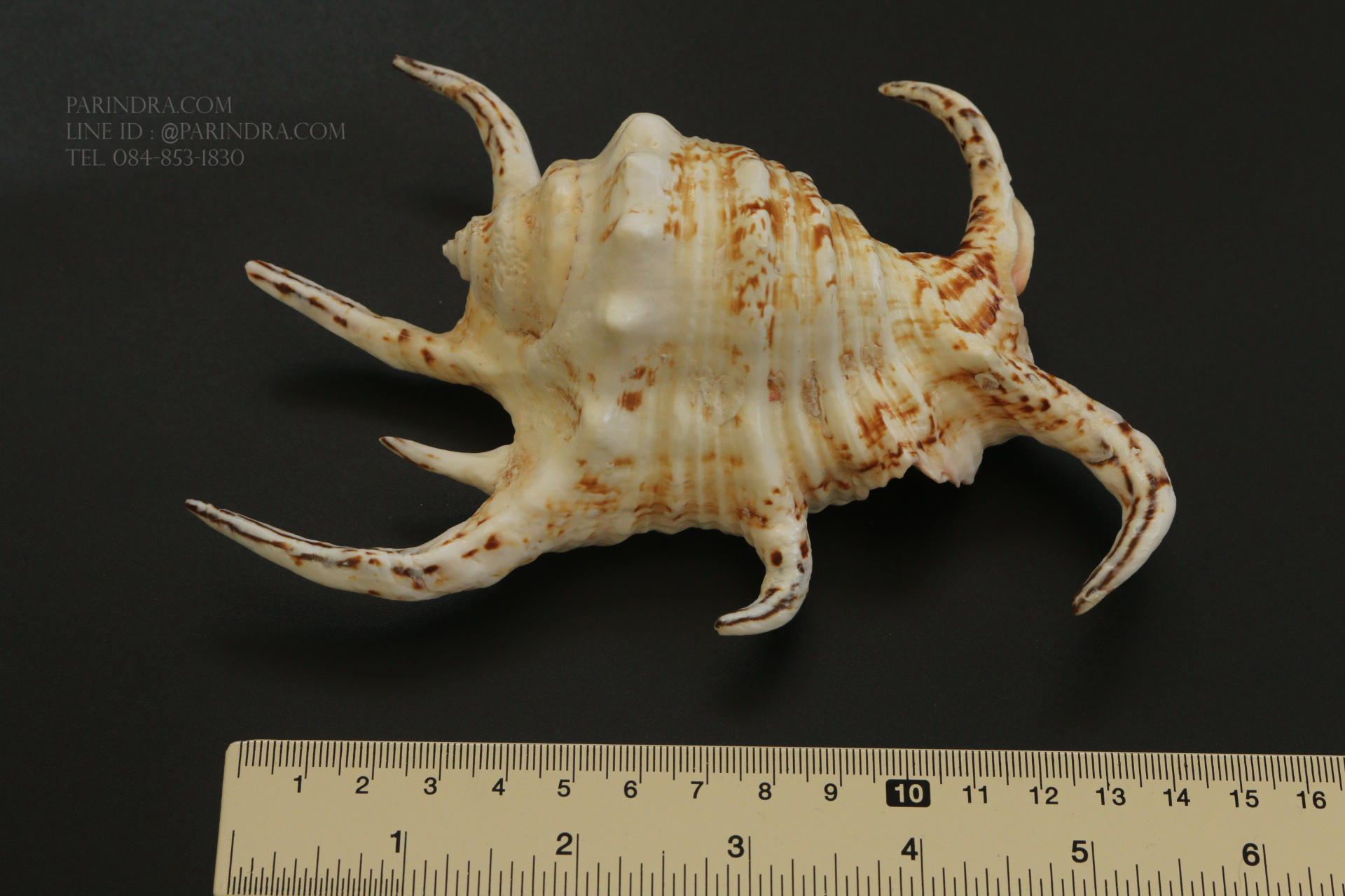 เปลือกหอยจักรนารายณ์ Lambis chiragra #LC009