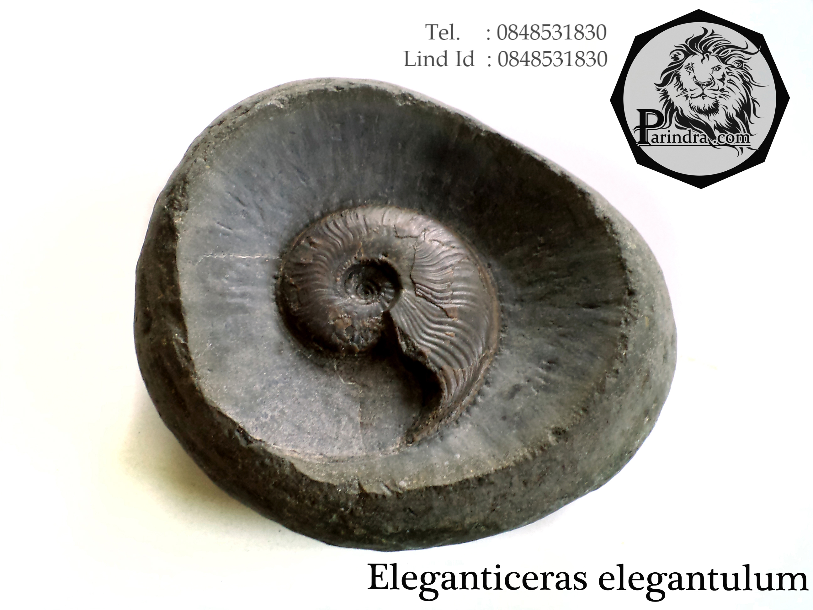 ฟอสซิลหอย Ammonite ใน Matrix หายาก (Eleganticeras elegantulum) Yorkshire UK ประเทศอังกฤษ #AM017