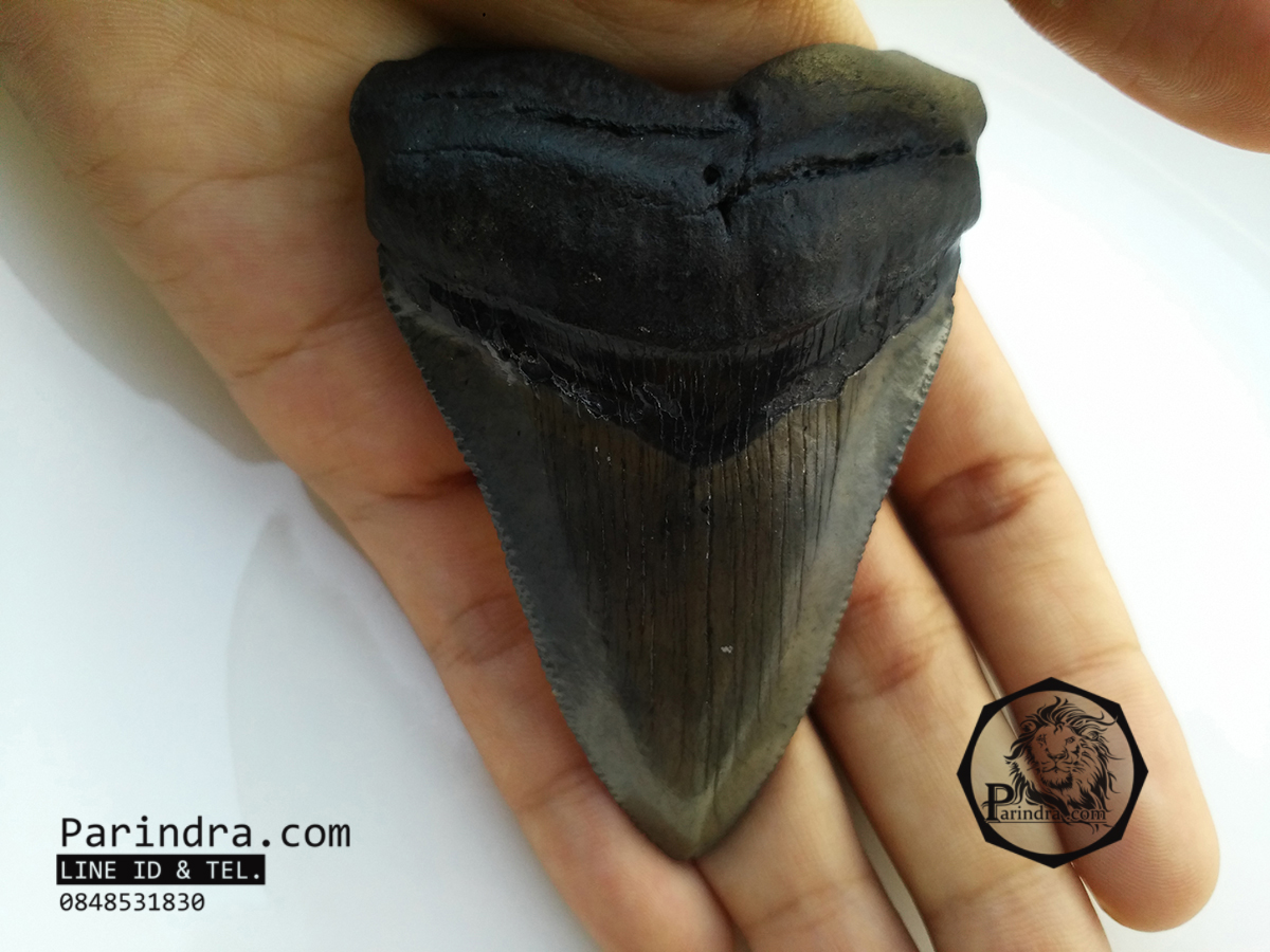 ฟันฉลามยักษ์เมกกาโลดอน Megalodon จาก South Carolina USA ขนาด 3 1/8 นิ้ว #MGT002