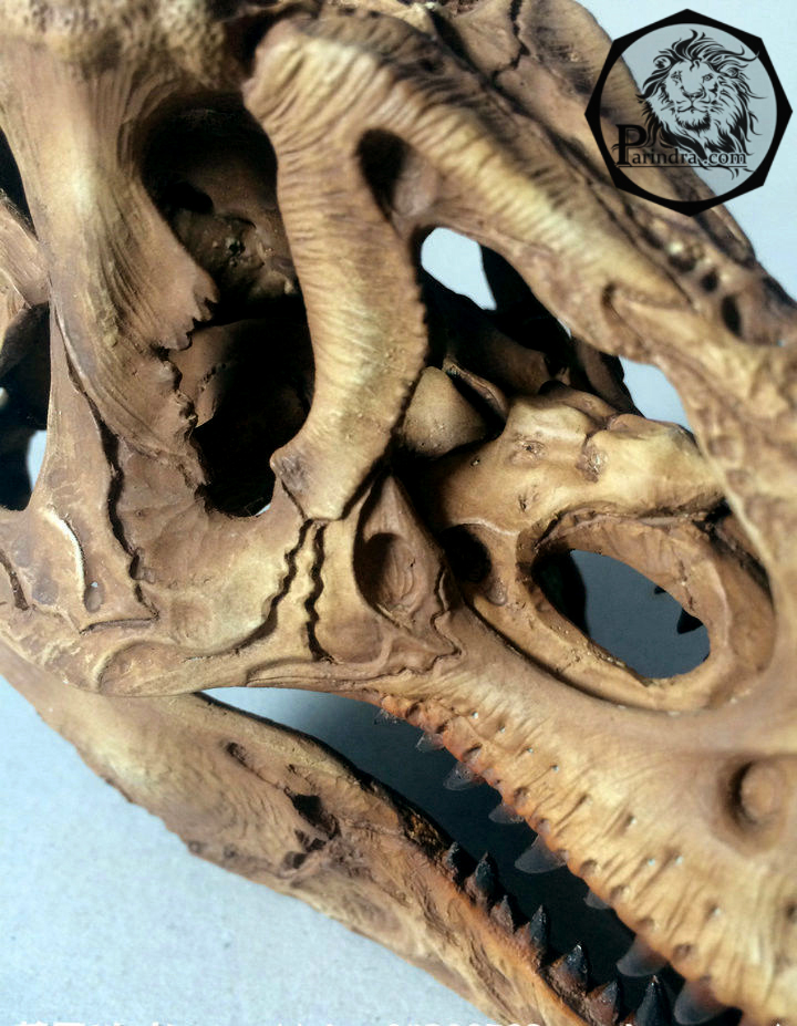 โมเดลจำลองฟอสซิลกระโหลก T-Rex (Tyrannosaurus Rex) ขนาด 1/12 เหมือนจริงมากมาก