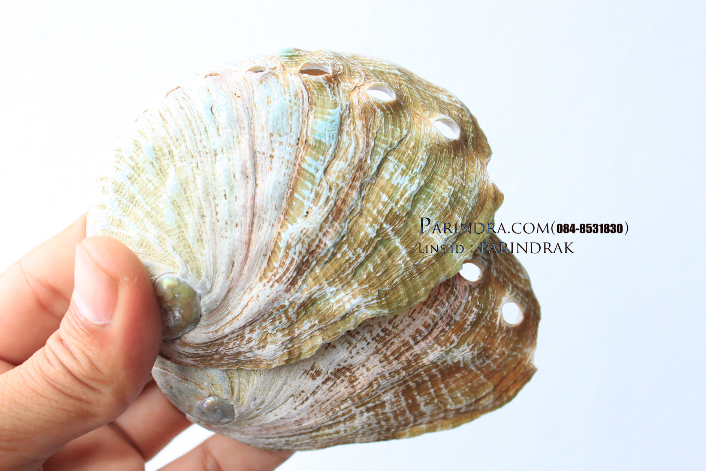 เปลือกหอยเป๋าฮื้อแท้ (Abalone) ผิวธรรมชาติ แบบคู่