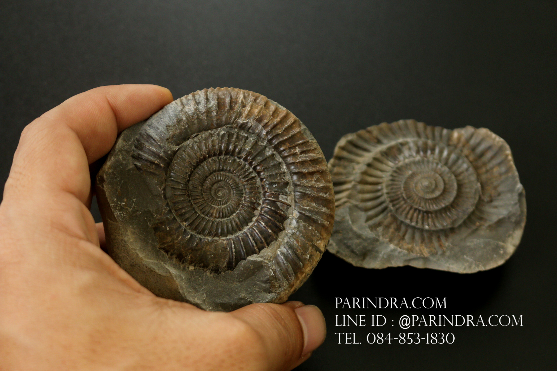 ฟอสซิล แอมโมไนต์ Ammonite Dactylioceras commune Whitby UK #AM039