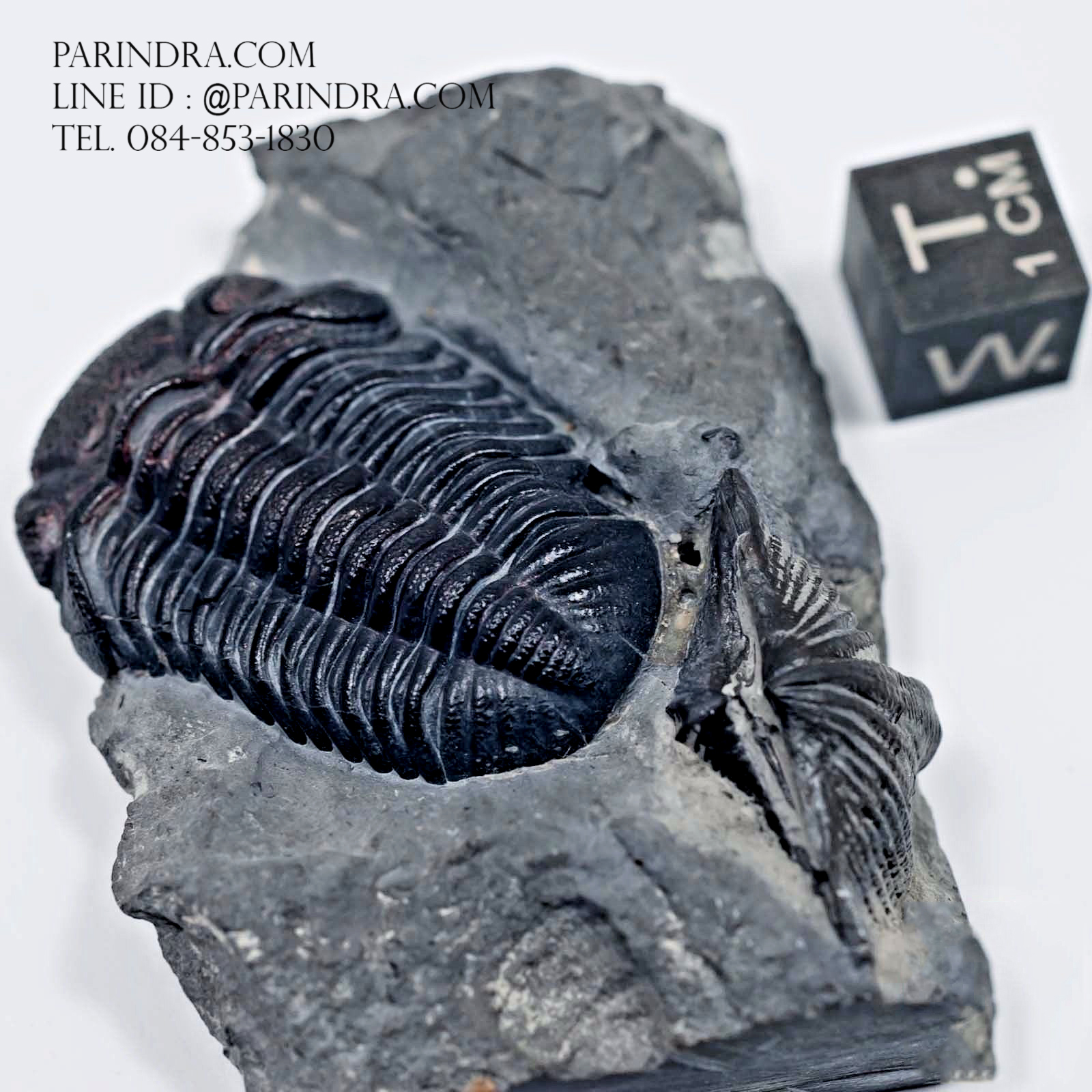 ฟอสซิล Trilobite Eldredgeops & Mucrospirifer หายาก, USA #TLB010