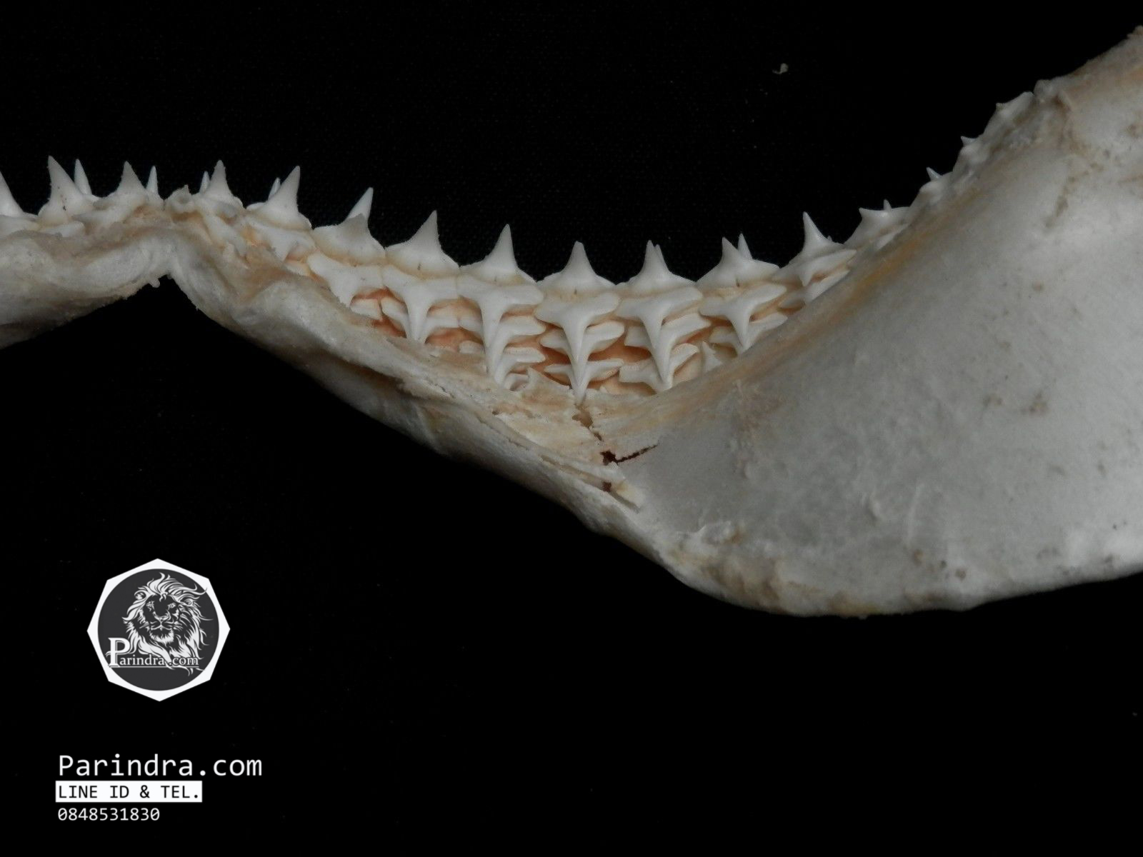 ปากปลาฉลามสำหรับตั้งโชว์ ขนาด 11 นิ้ว (Carcharhinus plumbeus) SHJ002