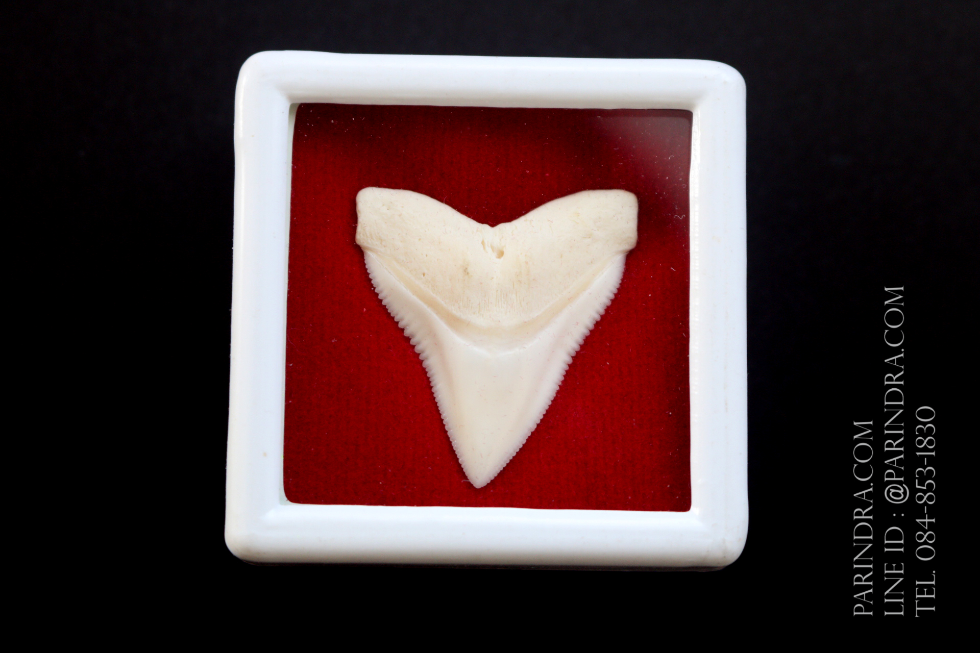 ซี่ฟันปลาฉลามขาวแท้ Shark Tooth ขนาดประมาณ 2.5 cm. ST003