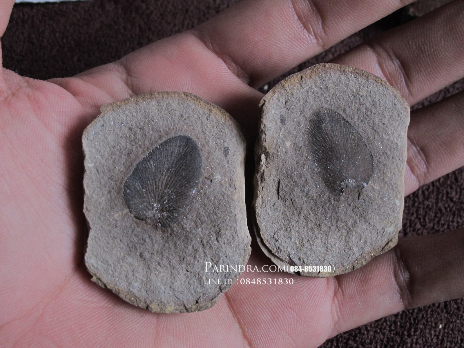 ฟอสซิลใบเฟิร์น (Neuropteris) แท้ 100% MAZON CREEK Illinois, USA #FRN000