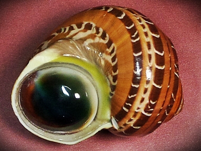 ฝาปิดหอยตาวัว (อิ่งอ้อย) ขัดขาว ขนาดเล็ก