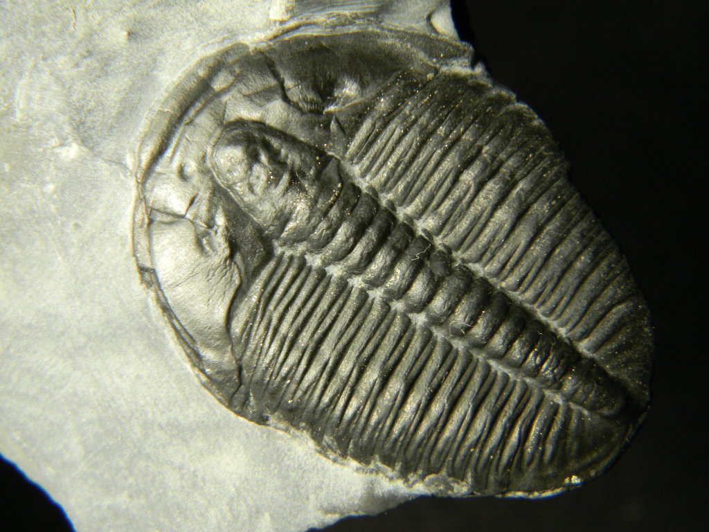 ฟอสซิล Trilobite ไทรโลไบท์ จากรัฐ Utah USA T2 #TLB003