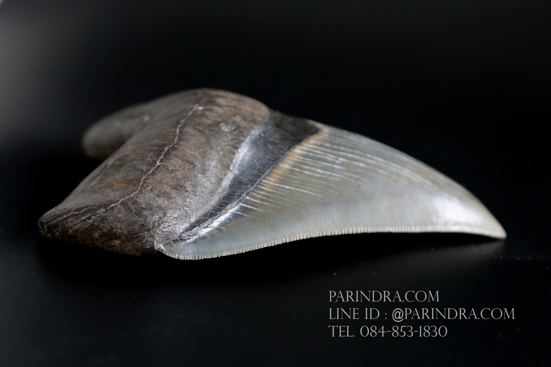 ฟันฉลามยักษ์เมกาโลดอน Megalodon 4.9" เกรด A ระดับโชว์ในพิพิธภัณฑ์ #MGT007