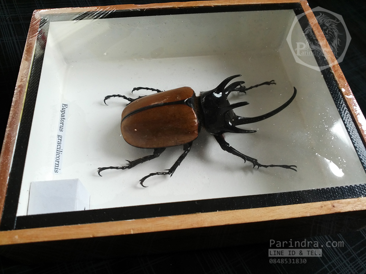 ด้วงกว่างห้าเขา กว่างซางเหนือ ( Eupatorus gracilicornis Arrow ) เพศผู้ ในกรอบไม้น้ำตาล สำหรับตั้งโชว์ ขนาด 5x6 นิ้ว