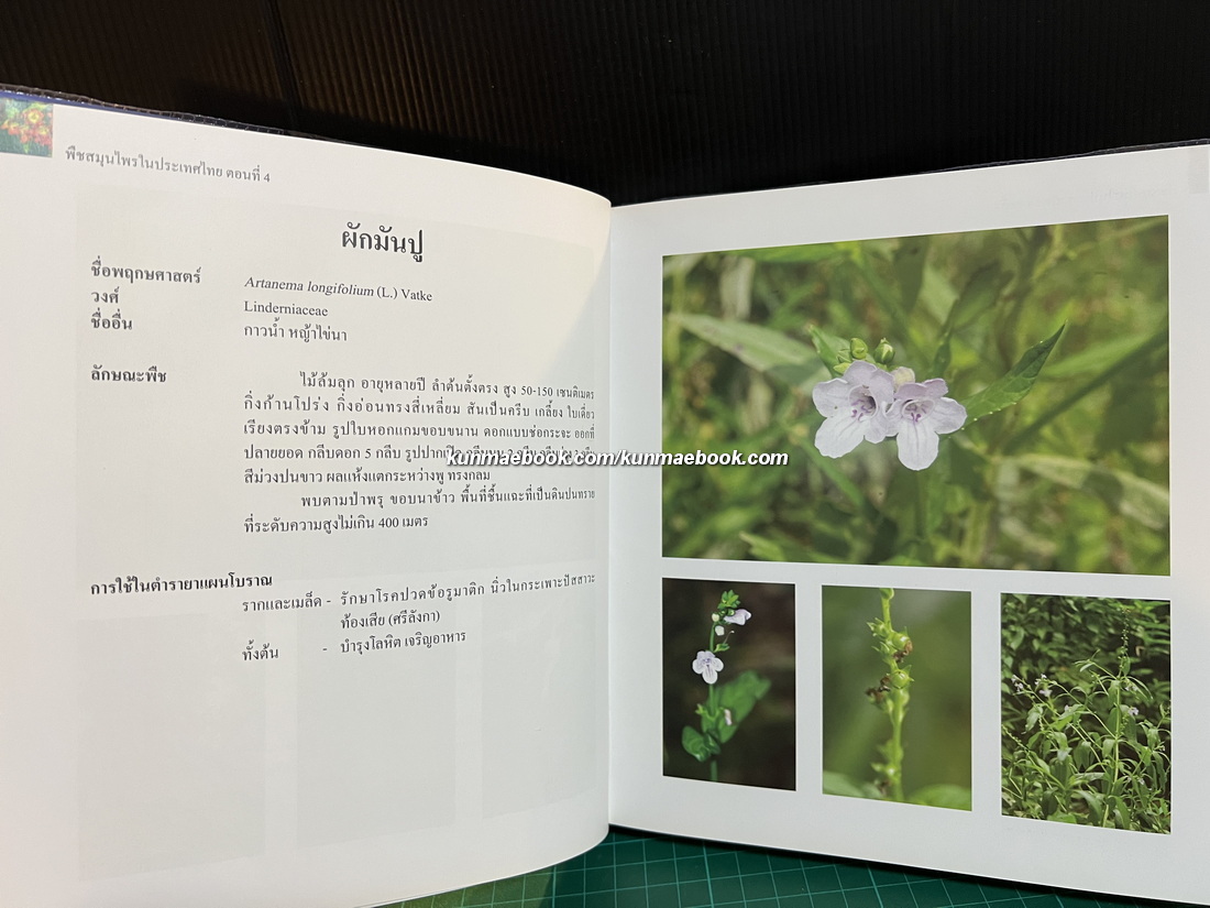 พืชสมุนไพรในประเทศไทย ตอนที่ 4