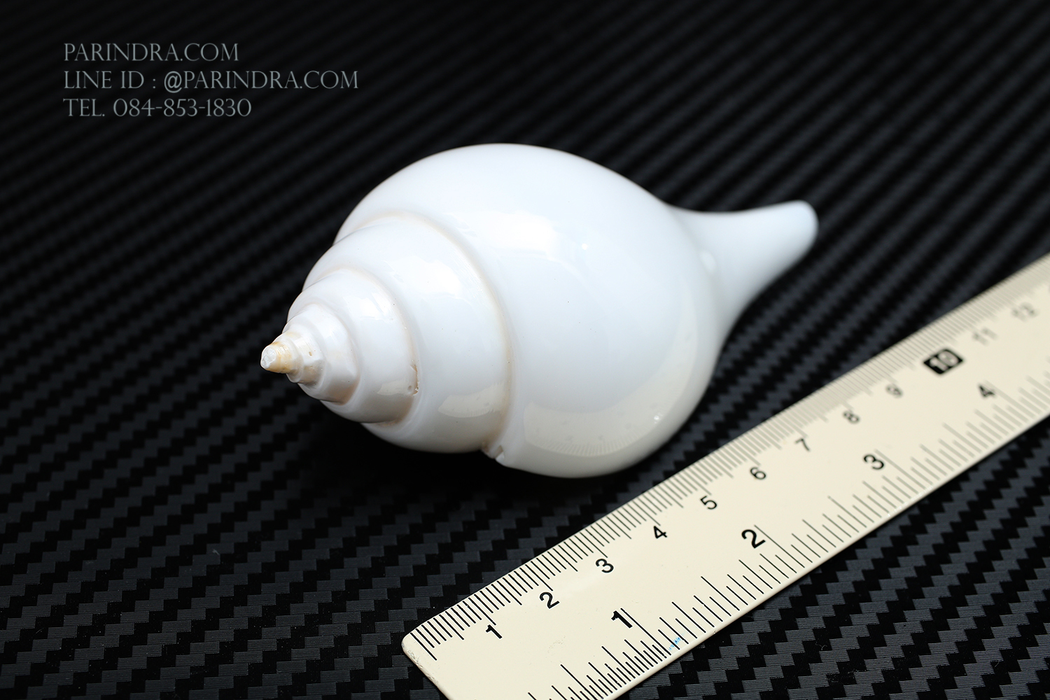 หอยสังข์อินเดียแท้ หอยสังข์เป่า หอยสังข์รดน้ำ (Turbinella pyrum) ขนาด 4 นิ้ว #TUP002