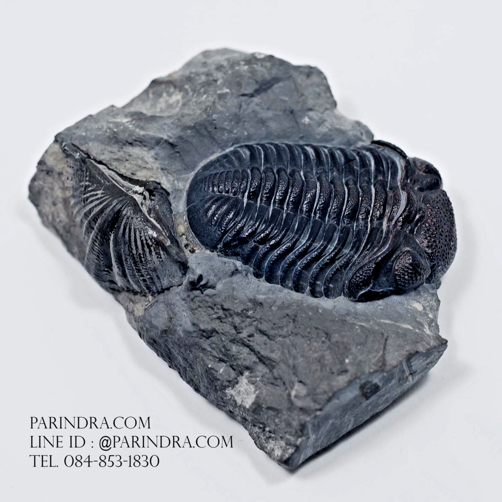 ฟอสซิล Trilobite Eldredgeops & Mucrospirifer หายาก, USA #TLB010