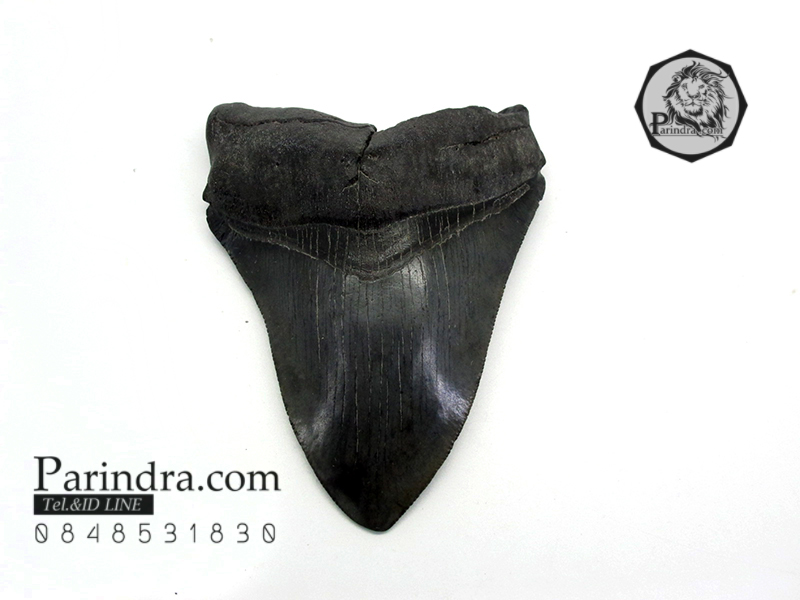 ฟันฉลามยักษ์เมกกาโลดอน Megalodon จาก South Carolina USA ขนาด 4 นิ้ว #MGT004